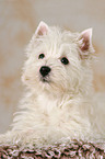 West Highland White Terrier puppy