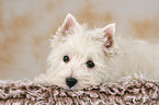 West Highland White Terrier puppy