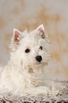 West Highland White Terrier puppy