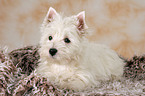 West Highland White Terrier puppy