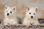 West Highland White Terrier puppies