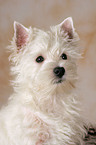 West Highland White Terrier puppy