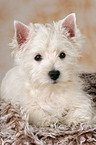 West Highland White Terrier puppy