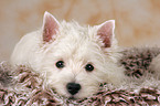 West Highland White Terrier puppy