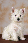 West Highland White Terrier Puppy