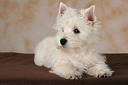 West Highland White Terrier Puppy