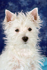 West Highland White Terrier Puppy