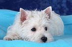 West Highland White Terrier Puppy