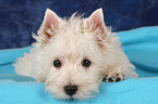 West Highland White Terrier Puppy