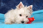 West Highland White Terrier Puppy