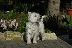 West Highland White Terrier