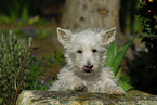 West Highland White Terrier