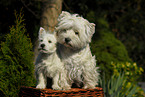 West Highland White Terrier