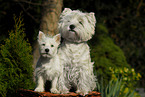 West Highland White Terrier