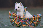 Westie puppy in basket