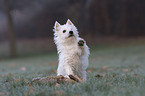 Westie puppy giving paw