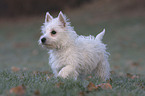 Westie puppy