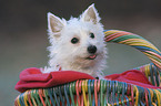 Westie puppy in basket