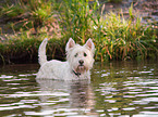 bathing West Highland White Terrier