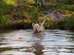 playing West Highland White Terrier