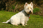 West Highland White Terrier