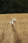 West Highland White Terrier