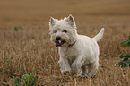 playing West Highland White Terrier