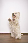 West Highland White Terrier shows trick