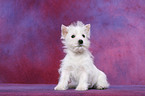 West Highland White Terrier Puppy