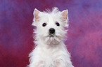 West Highland White Terrier Puppy