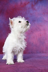 West Highland White Terrier Puppy