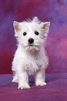 West Highland White Terrier Puppy