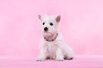 West Highland White Terrier Puppy