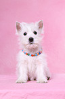 West Highland White Terrier Puppy