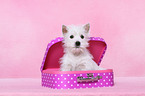 West Highland White Terrier Puppy