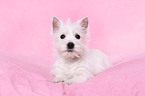 West Highland White Terrier Puppy