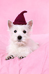 West Highland White Terrier Puppy