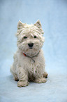 sitting West Highland White Terrier