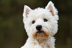 West Highland White Terrier Portrait