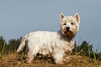 West Highland White Terrier