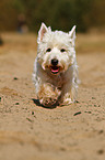 walking West Highland White Terrier