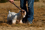 playing West Highland White Terrier