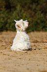 sitting West Highland White Terrier