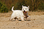 walking West Highland White Terrier