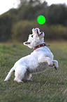 playing West Highland White Terrier