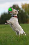 playing West Highland White Terrier