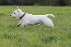 running West Highland White Terrier