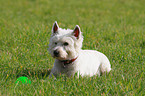 lying West Highland White Terrier