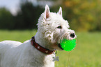 West Highland White Terrier Portrait