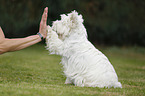 West Highland White Terrier